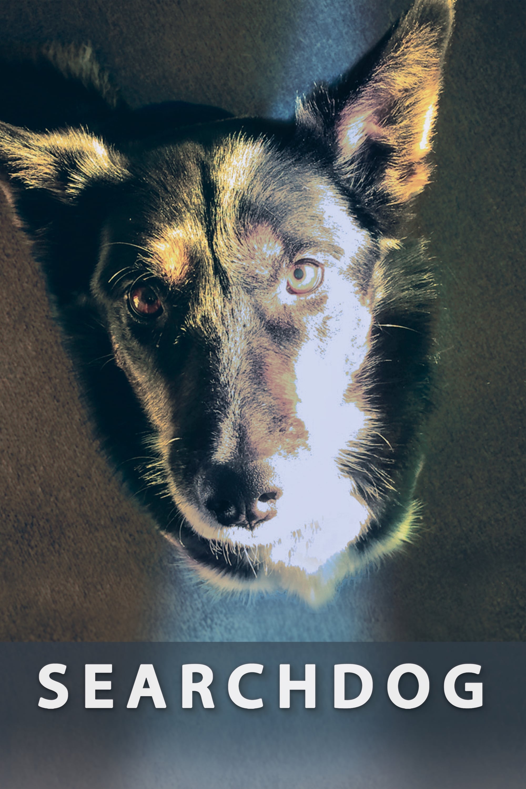 Searchdog (2016) постер